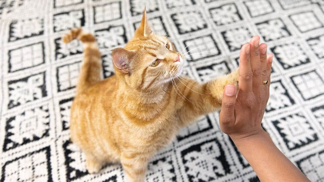 Katzen Das Kratzen An Möbeln Abgewöhnen Wie du deiner Katze das Kratzen abgewöhnst | PURINA